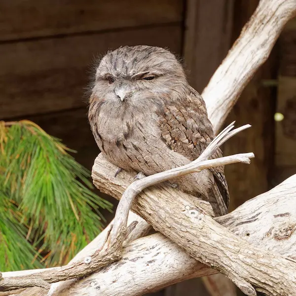 Tawny frogmouths (1)